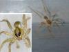 Pardosa sp.